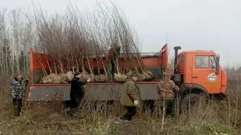 В Уфе на проспекте Дружбы Народов высадили 80 крупных берез