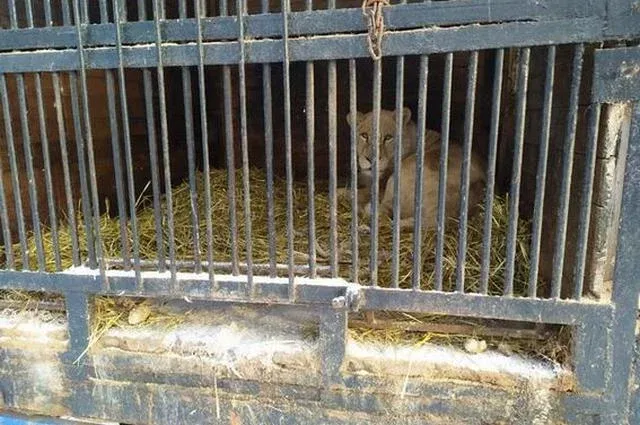 Суд приостановил работу зоопарка «Саванна» в Уфе на 30 суток
