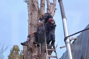 В Уфе спасатели сняли с дерева застрявшего пенсионера